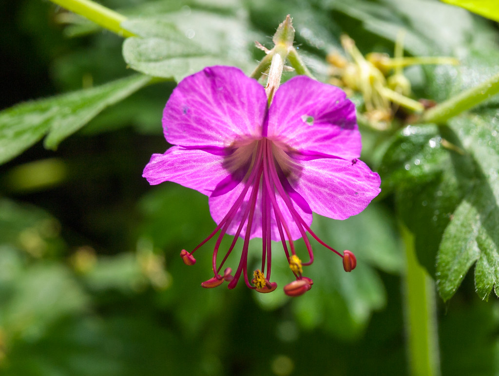 Blüte | OLYMPUS DIGITAL CAMERA | Reinhard Höfkes | Flickr