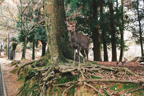 trip travel wild tree animal japan forest nikon raw fav50 deer journey staring fujisuperia400 fav10 fav25 fav100 vsco afsdxvrzoomnikkor1855mmf3556g d3100 nikond3100 vscofilm