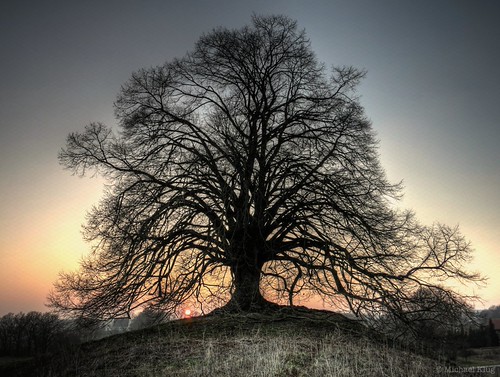 The Tree on the Hill II by mixklug, sunset tree hdr ebersberg photomatix