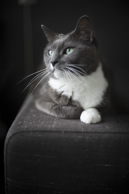 Portrait of our grey cat Muffin