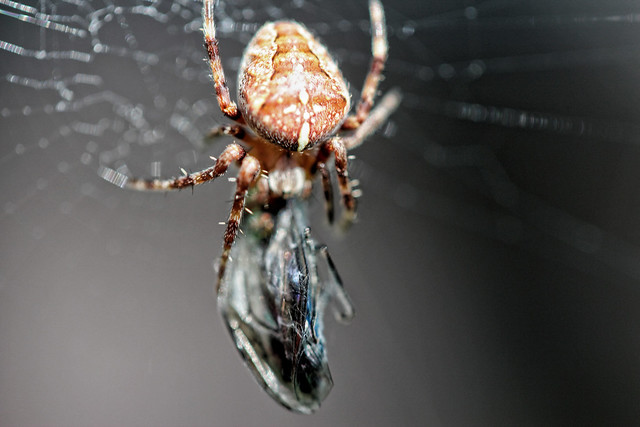garden spider with fly