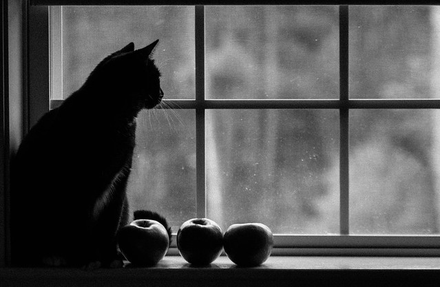 Cat and Apples.jpg