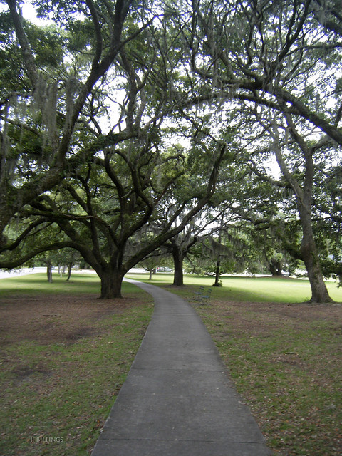 Cool path between majestic trees at Brookgreen Gardens (color version)