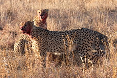 Madikwe - Cheetah eating a wildebeest