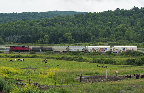 railroad train cows farm freighttrain alco c430 regionalrailroad friendshipny shortlinerailroad alcolocomotive wnyp westernnewyorkpennsylvania wnyp431 westernnewyorkrailroads