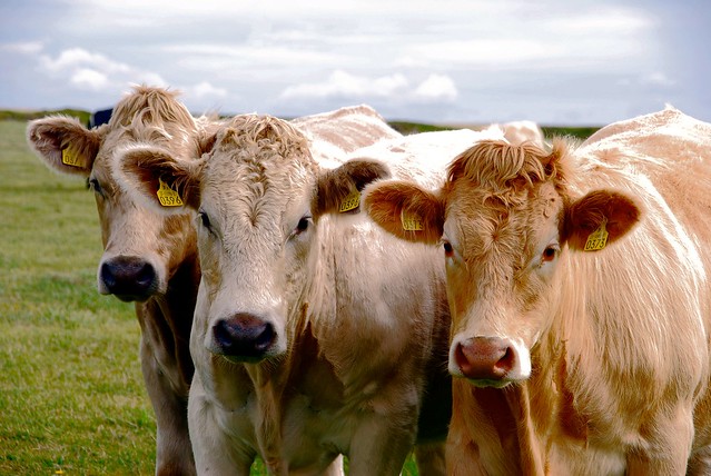 Curious Cattle at Hook Head, Co. Wexford
