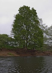 Musquodoboit River