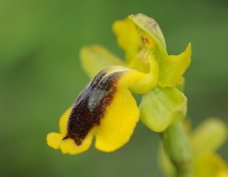 20160326-143F | Phrygana-Ragwurz (Ophrys phryganae). Kefalonia, 26.03.2016