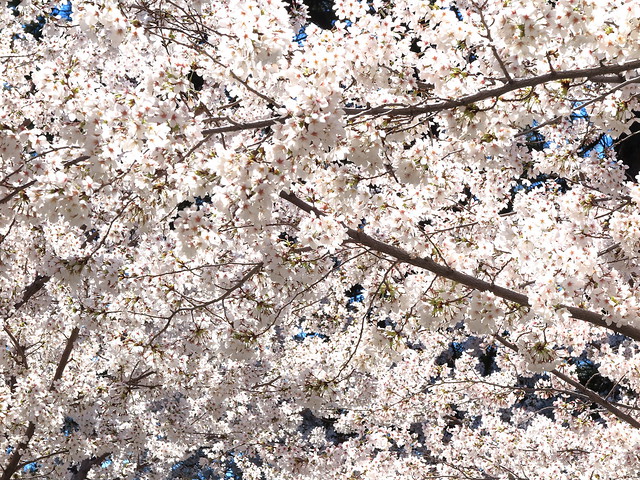 1 Blossom Canopy