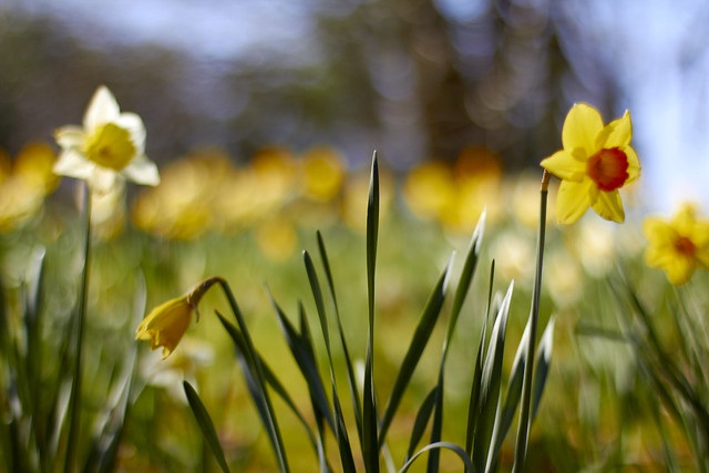 Daffodils in the sun (2)