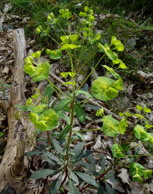 Euphorbia amygdaloides (Wood Spurge), Symondshyde Great Wood, Hatfield, Herts, 16.4.14