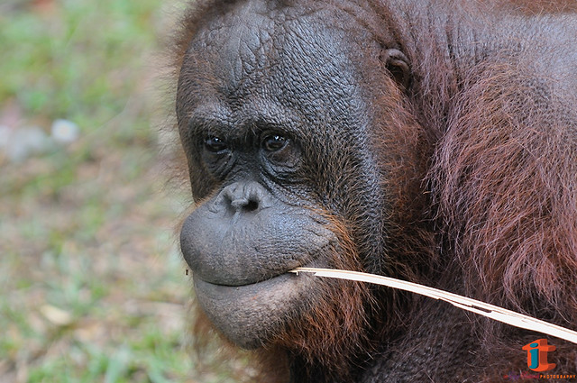 Sumatran Orangutan - Pongo abelii