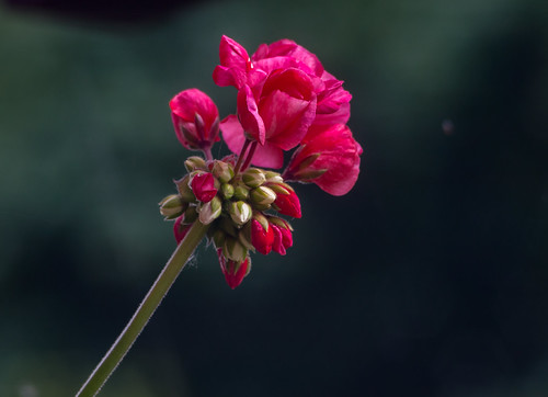 Geranie | OLYMPUS DIGITAL CAMERA | Reinhard Höfkes | Flickr