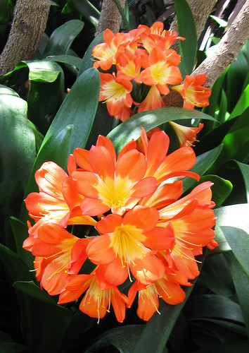 Clivia by My Lovely Wife | Beautiful Clivia flower umbels, s… | Flickr