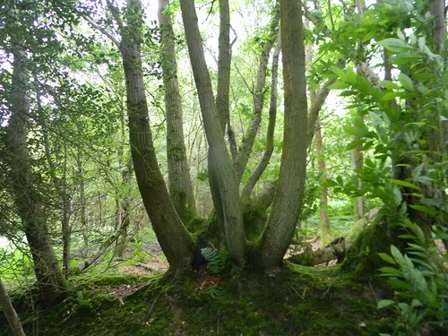 Coppiced tree Horsted Keynes to Forest Row