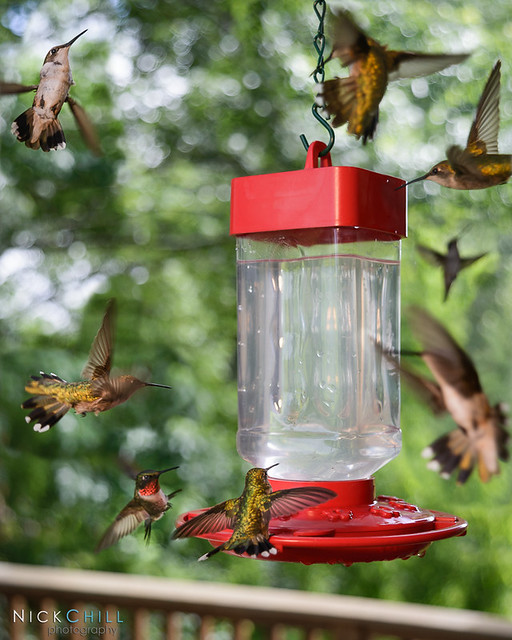 Hummingbird Frenzy