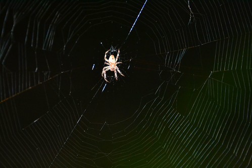 Young Orb Weaver | by Tobyotter