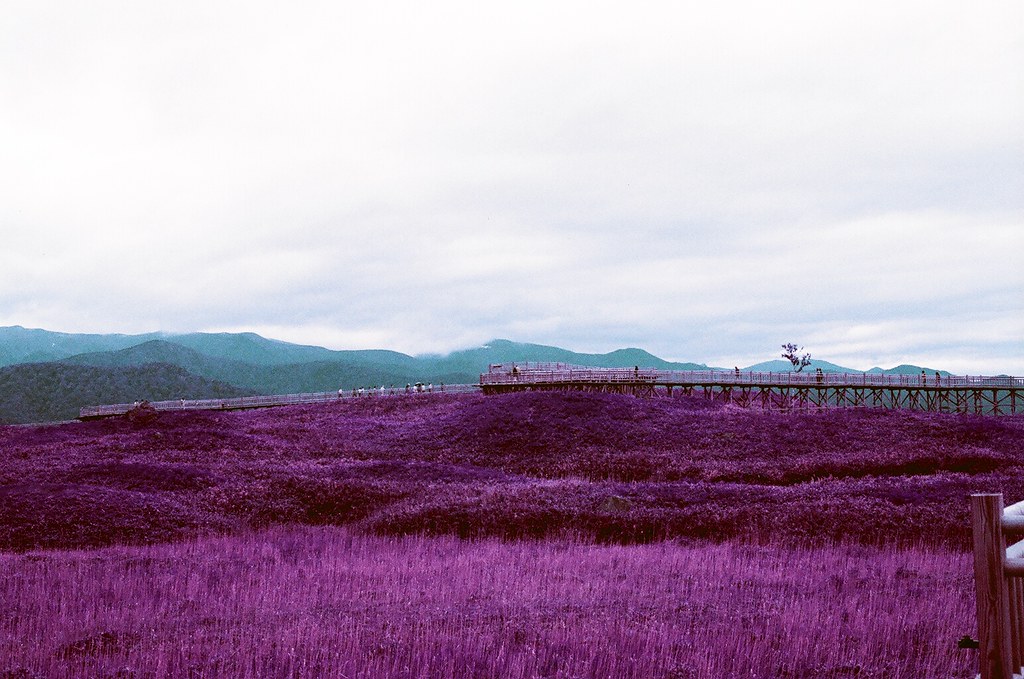 Photo Example of Lomochrome Purple XR