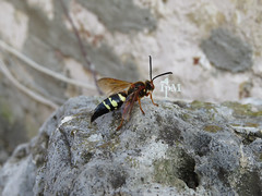 a black and yellow wasp with reddish wings and red eyes sitting on a rock
