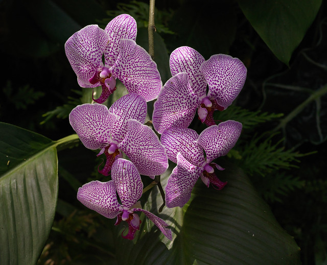 Orchid - First X1D images