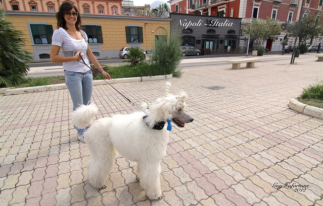 NICE POODLE DOG and BEAUTIFUL NEAPOLITAN GIRL MET in NAPOLI, ITALY