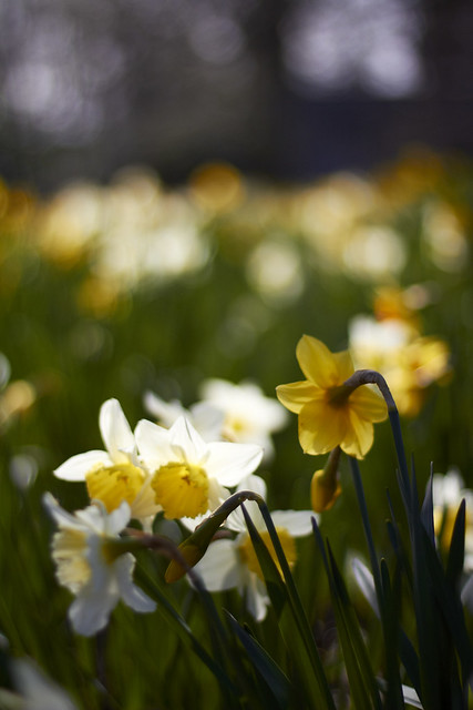 Daffodils in the sun (61)