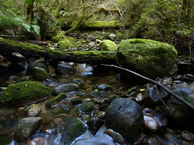 McRae's Creek, Victoria Forest Park