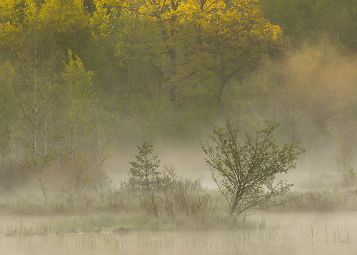 morning trees mist lake nature water fog sunrise mood sweden tranquility serenity bushes halland presummer