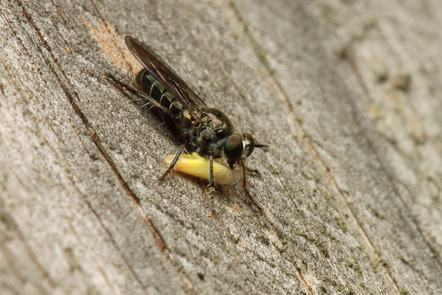 Atomosia (tentative) (species?), Robber fly, Troutville, Virginia