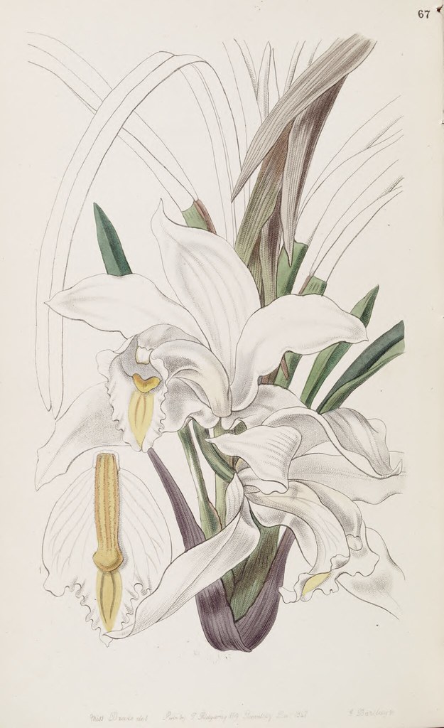 The Ivory Cymbid (Cymbidium eburneum). | Edwards's Botanical… | Flickr