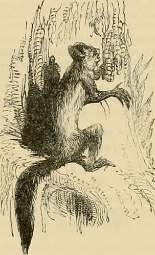 Paternoster