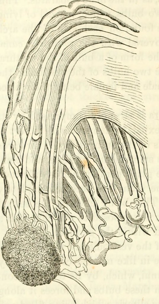 Image from page 99 of 
