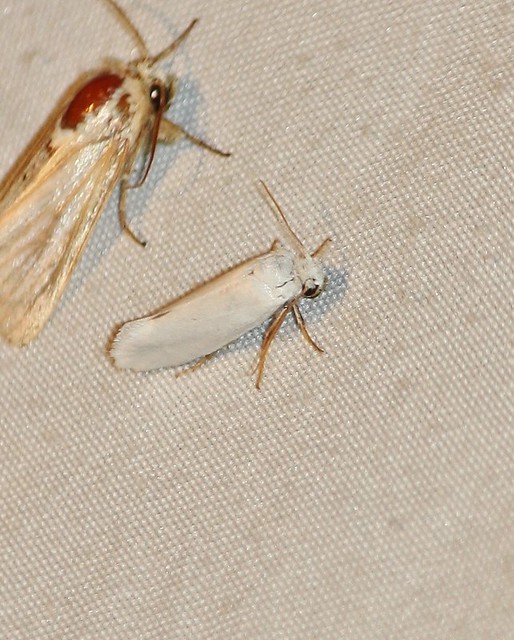 0200.1 Prodoxus decipiens, Bogus Yucca Moth
