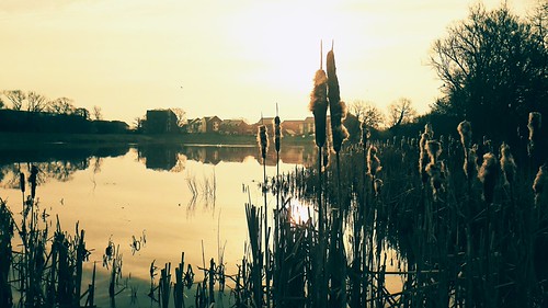 Mill pond 👍 | by Dave Cribb