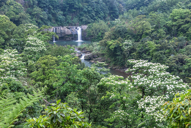 Tung Blossoms and Waterfall 桐花夾岸柳遮山