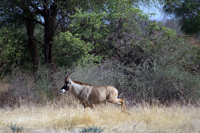 Roan Antelope in Zakouma National Park in Chad