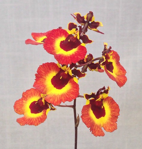orchid oncidium tolumnia orchidsbyhausermann equitant