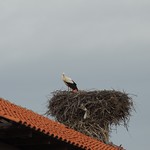 Stork with some of the unfortunate "nest material"