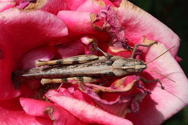 Grasshopper in my roses