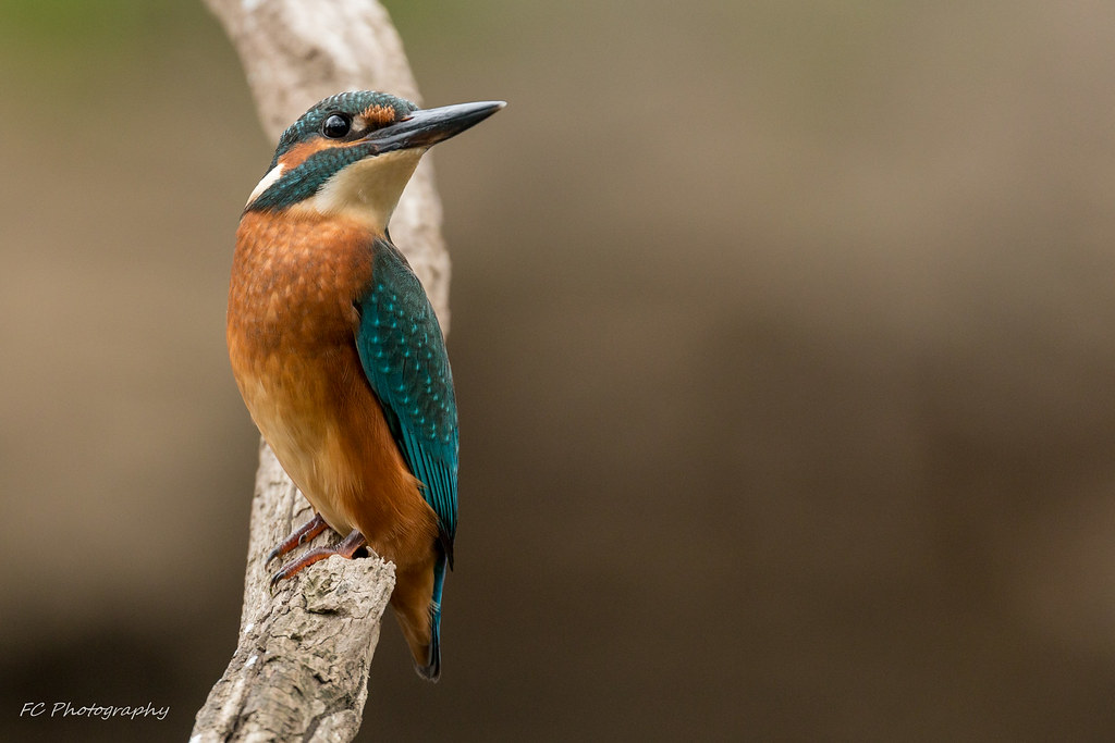 Kingfisher (Alcedinidae) at the River Rur, The Netherlands
