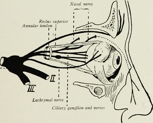 Image from page 506 of "Local and regional anesthesia : wi ...