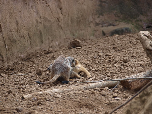 Chester Zoo | Meercats | Nigel Swales | Flickr