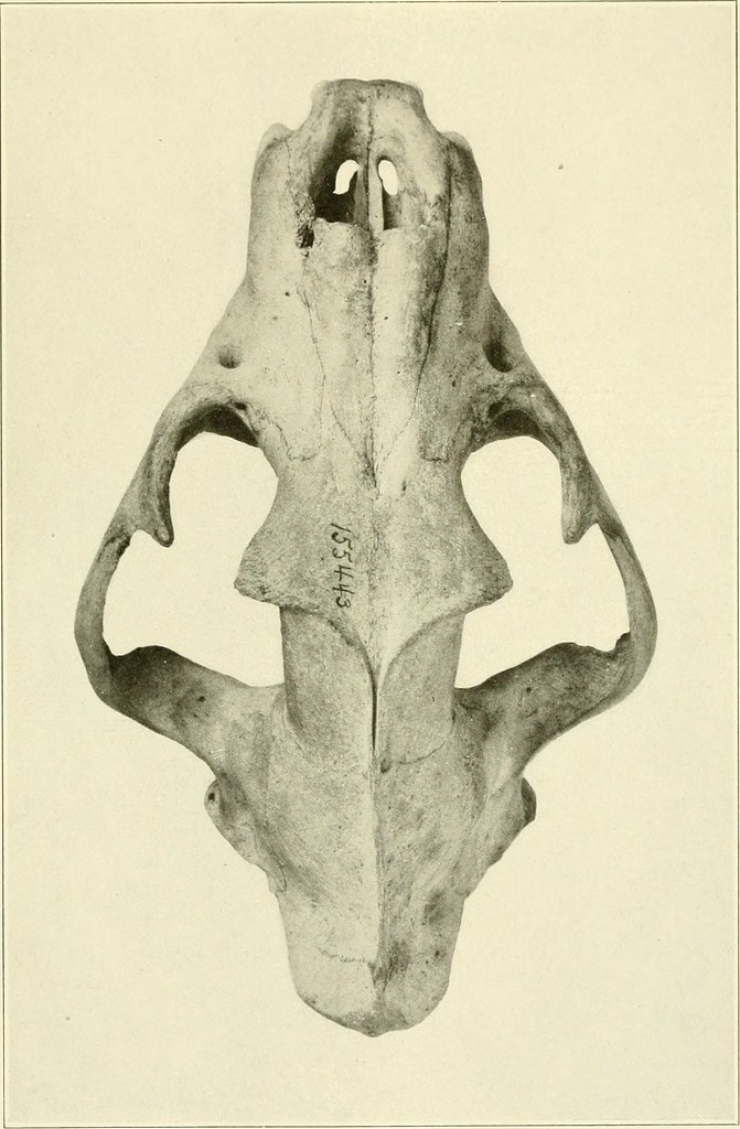 Microgomphodon Image from page 294 of