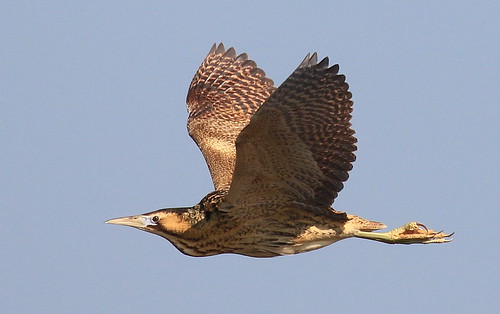BITTERN FLYPAST | by nicspics47