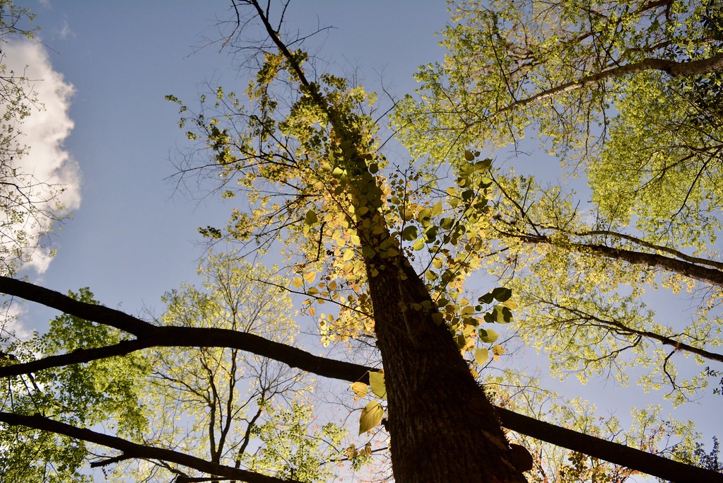 Flatwoods Trail South
