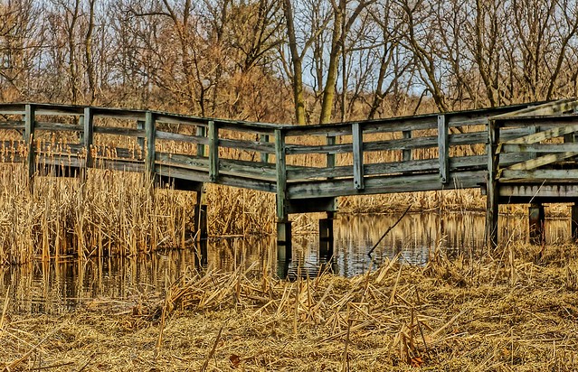 Walking Bridge In The Park