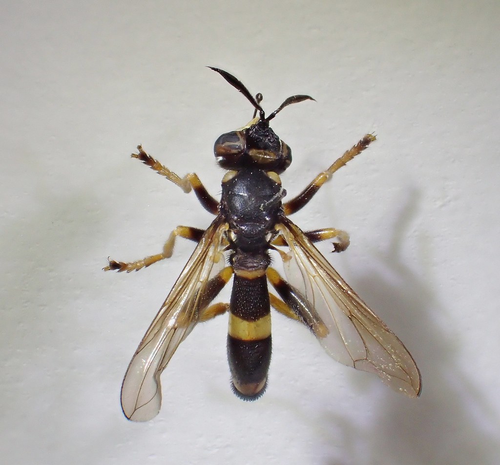 Conor Insect ConopsCeriaeformisFemRochester1 | OLYMPUS DIGITAL CAMERA | Flickr