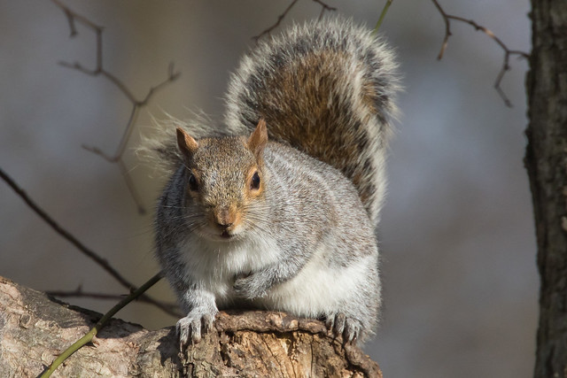 Eastern Grey Squirrel 12-31-2016-8