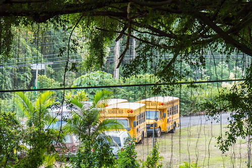 2015wintervacation hi hawaii usa creepers powerlines schoolbus trees vacation hilo unitedstates us