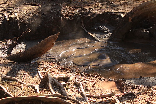Tokaanu Thermal Walk - mud pool | by MaryD NZ